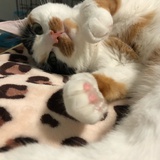 尔玉