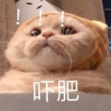 小狸奴