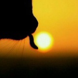 猫宁默文
