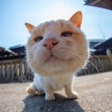一颗圆蛋