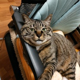 猫的打手