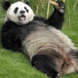 yfeng