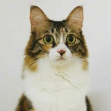 tonnychow