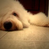 TOBY.