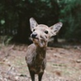 Dear Deer