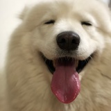 铁臂找不到