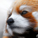 海月姬树璃