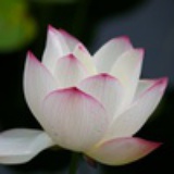 清漪
