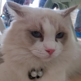 明镜亦非台