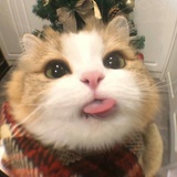 已注销