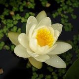 悲喜