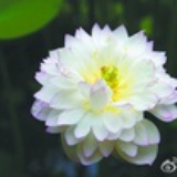 槿