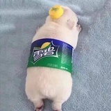 头大的头