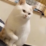 愤怒的猫猫