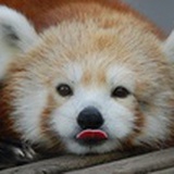小浣熊