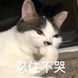 猫阿狗