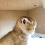 洋小猫~
