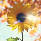 colorature