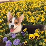 Doggy Gakki