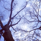 、Fall