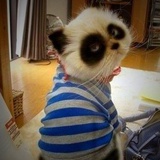 不怕小猫♥