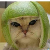 锦灯笼