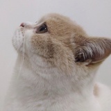 Eli
