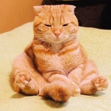小鱼玻璃猫