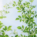 薄荷小姐