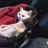 刺猬雯