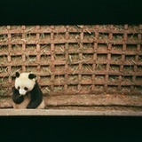 双倍抹茶加杏仁