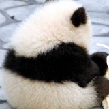 哈纳