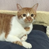 哈密大侠