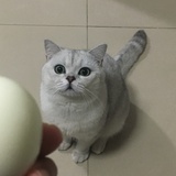老猫❤玉葱