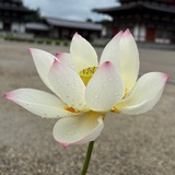 小柒