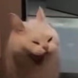 姜茄