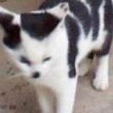 不吃