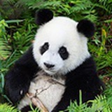 孤鸿