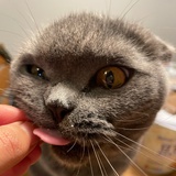 Layjone大猫