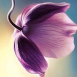 紫芽