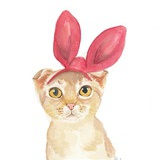 猫猫咪呀