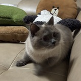 蛀牙吃果酱
