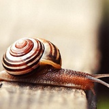 🐌