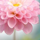 黑椒豌豆