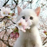 猫的天使