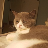 红猫
