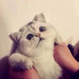 不惊奇星人