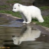 giggbear