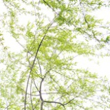 黑镜头