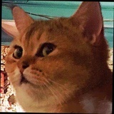 Leo J